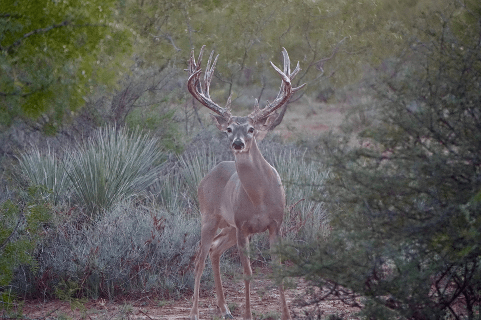 Animals_Whitetail