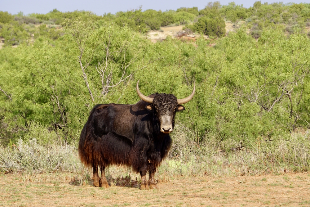Animals_Yak