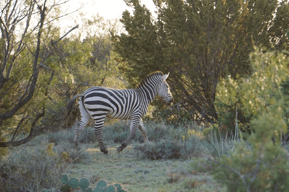 Animals_Zebra
