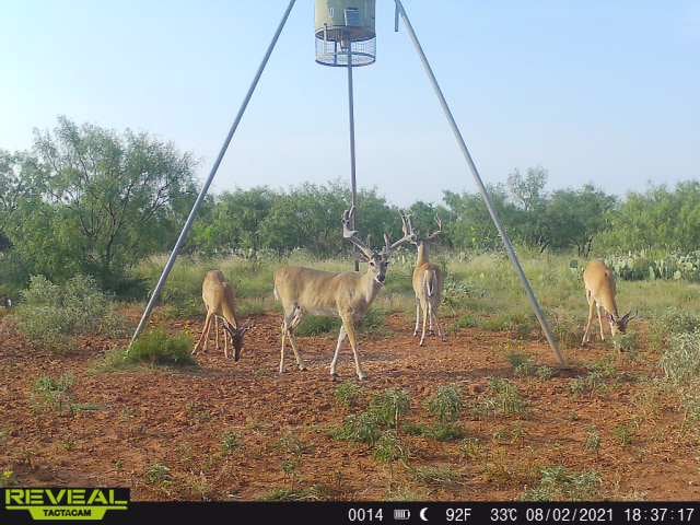 image column 2 widget_1625770934494