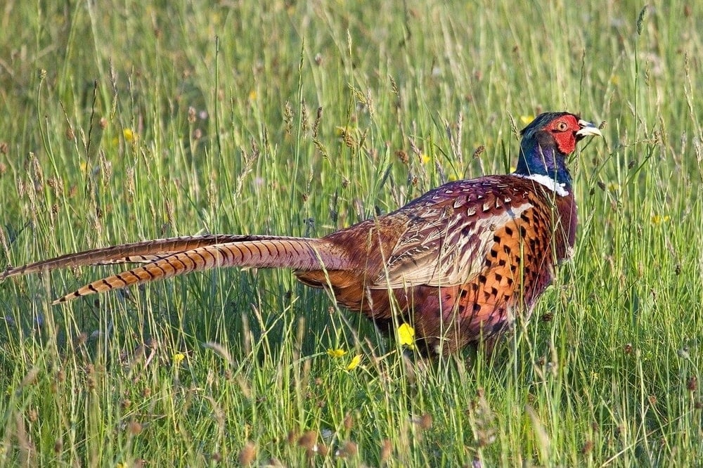 Pheasant | Bird Hunting | Jayhawk Crrek