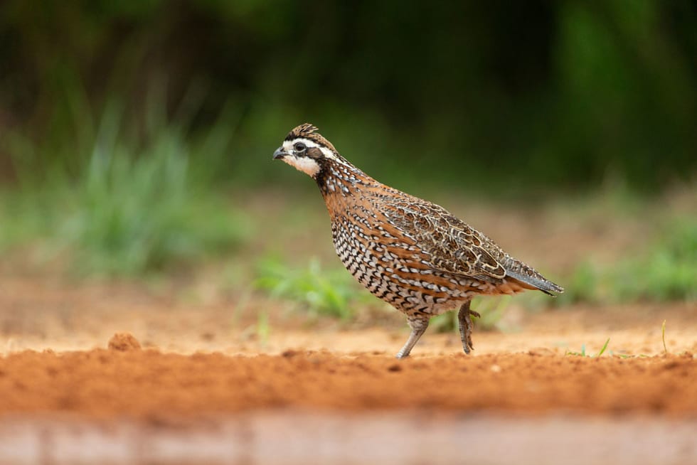 Wild Bobwhite | Bird Hunting | Jayhawk Creek