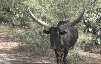 image column 2 widget_1599068194939