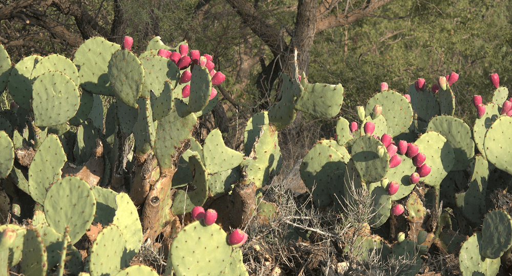 image column 3 module_1599071582049