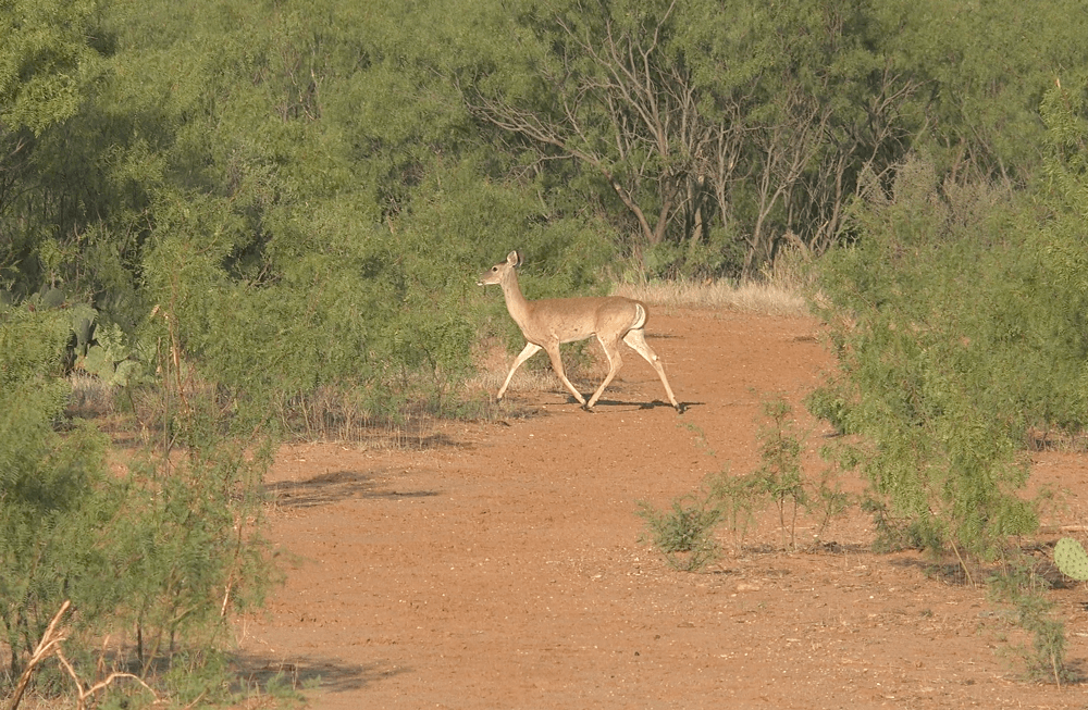 image column 4 module_1599068464435