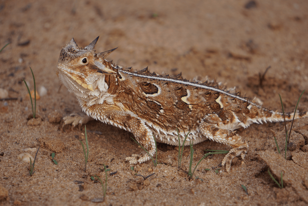 image column 4 module_1601994687115