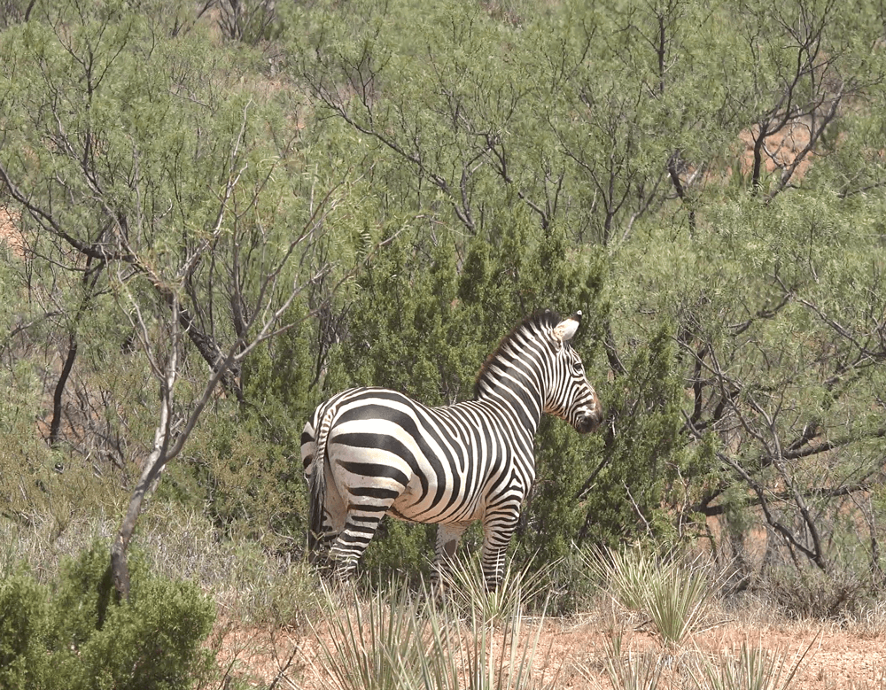 image column 1 module_1599068464435