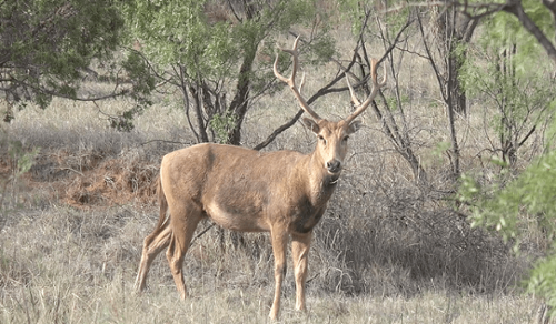 image column 1 widget_1599068194939