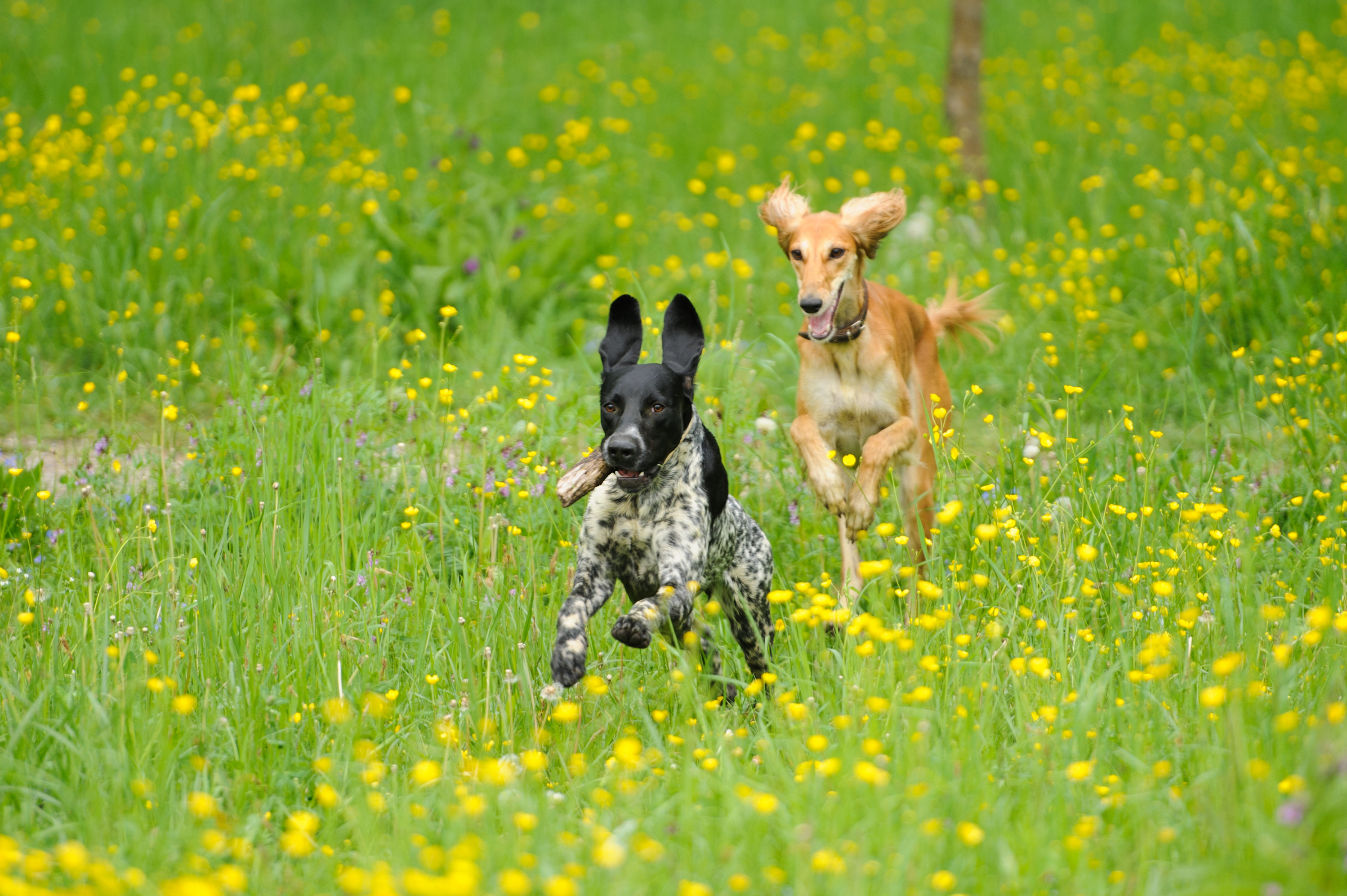 https://f.hubspotusercontent30.net/hubfs/8560088/Perros%20corriendo.jpg