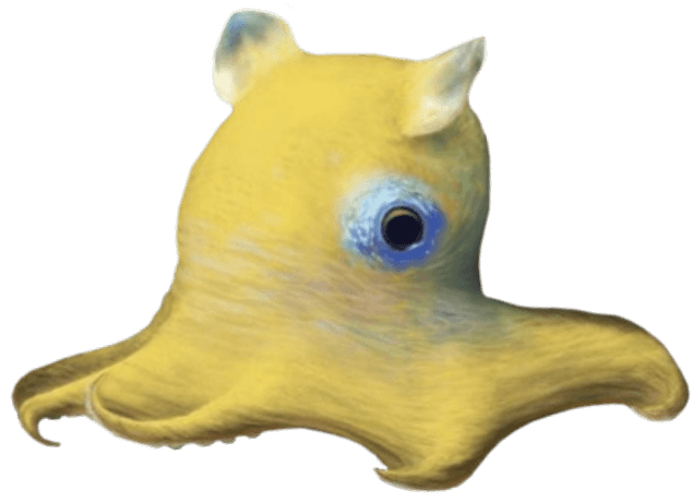 yellowflapjackoctopus